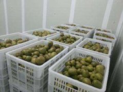 4000立方氣調冷庫安裝要多少錢？