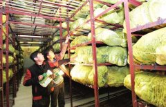 新建1000噸蔬菜冷庫(kù)設(shè)計(jì)大概多少錢？